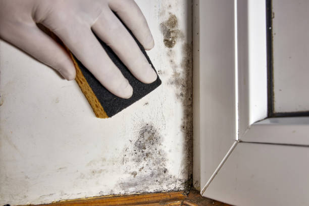 Best HVAC Mold Inspection and Cleaning  in Kenwood, OH
